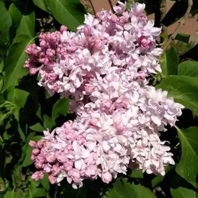 Сирень МИЛОСЕРДИЕ в Колодищи