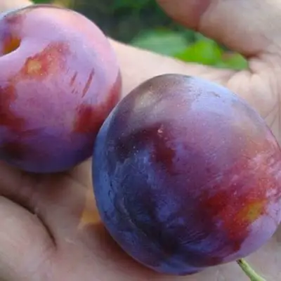 Слива РЕНКЛОД в Колодищи