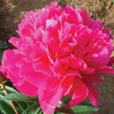 Пион РУБИНОВЫЙ СВЕТ травянистый в Колодищи