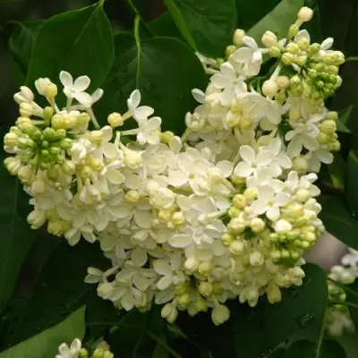 Сирень ПРИМРОУЗ в Колодищи