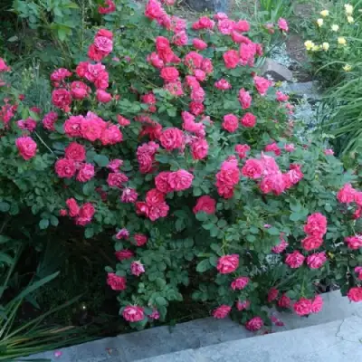 Роза ДЖОРДЖ ВАНКУВЕР флорибунда в Колодищи