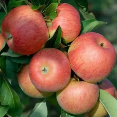 Яблоня ТОПАЗ в Колодищи