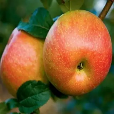 Яблоня ПЕРСИКОВАЯ в Колодищи