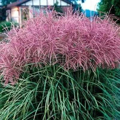 Мискантус МАЛЕПАРТУС китайский  в Колодищи