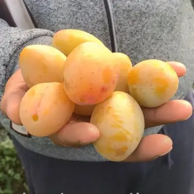 Слива ЯХОНТОВАЯ в Колодищи