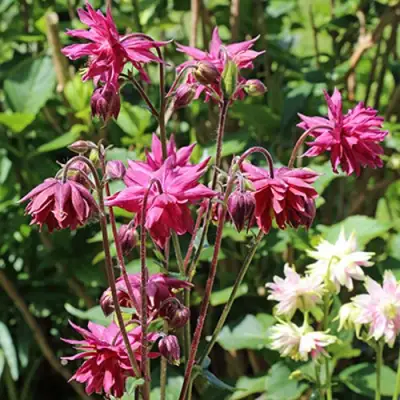 Аквилегия БАРЛОУ БОРДО обыкновенная в Колодищи