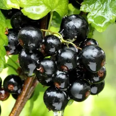Смородина чёрная БЕЛОРУССКАЯ СЛАДКАЯ в Колодищи