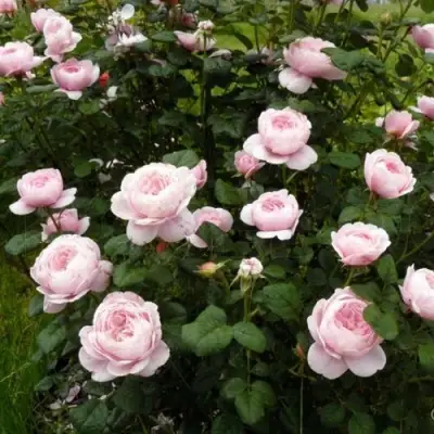 Роза КУИН ОФ СУИДЕН (КОРОЛЕВА ШВЕЦИИ) английская в Колодищи