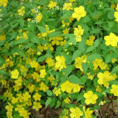 Керрия японская ГОЛДЕН ГИНЕЯ в Колодищи