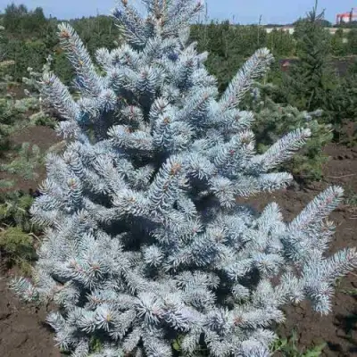 Ель МИСТИ БЛЮ голубая в Колодищи