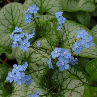 Бруннера ДЖЭК ФРОСТ в Колодищи