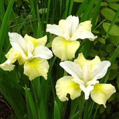 Ирис ЙЕЛЛОУ ТЕЙЛ сибирский в Колодищи