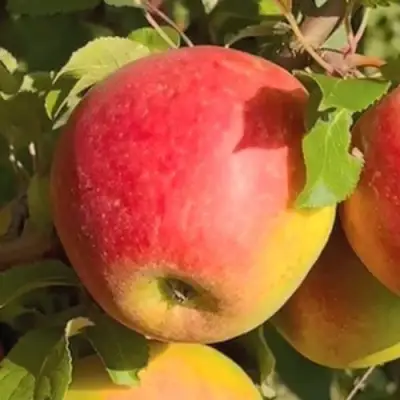 Яблоня САКАВИТА в Колодищи