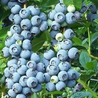 Голубика НОРТЛАНД в Колодищи