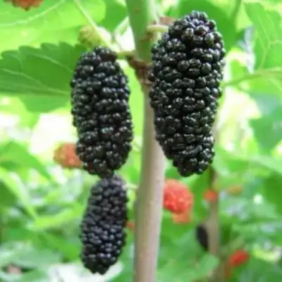 Шелковица ГАЛИЦИЯ в Колодищи