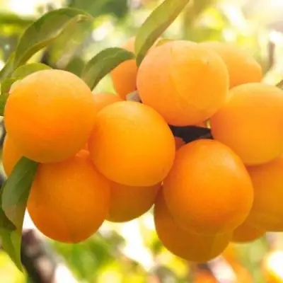 Слива МАРА в Колодищи