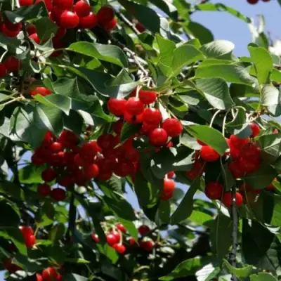 Вишня БРУСНИЦЫНА степная в Колодищи