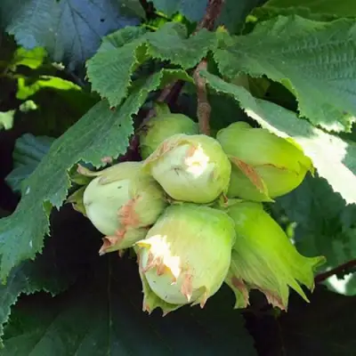 Фундук ТАМБОВСКИЙ РАННИЙ в Колодищи