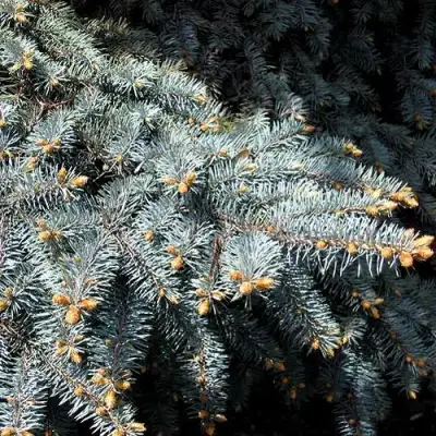 Ель НАНА сизая в Колодищи