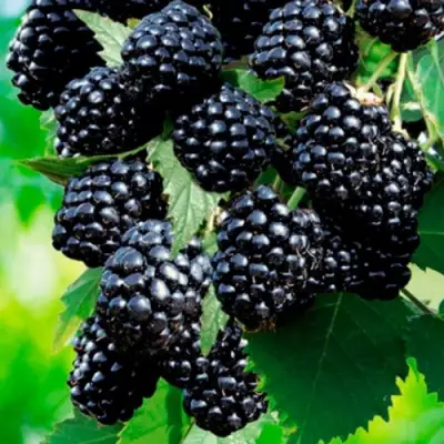 Ежевика ЛОХТЕЙ бесшипная в Колодищи