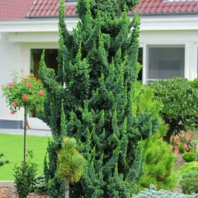 Кипарисовик ВИСЕЛЛИ лавсона в Колодищи