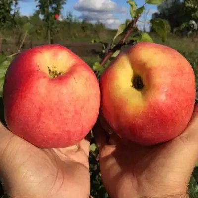 Яблоня КОВРОВОЕ стелющаяся в Колодищи