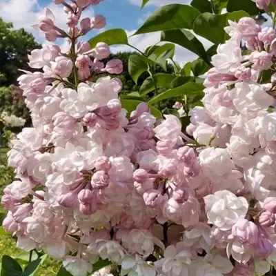 Сирень КРАСАВИЦА МОСКВЫ в Колодищи