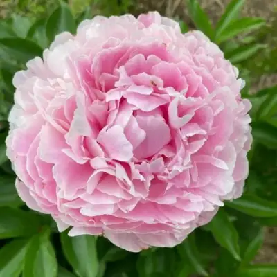 Пион КАТРИН ФОНТЕЙН травянистый в Колодищи