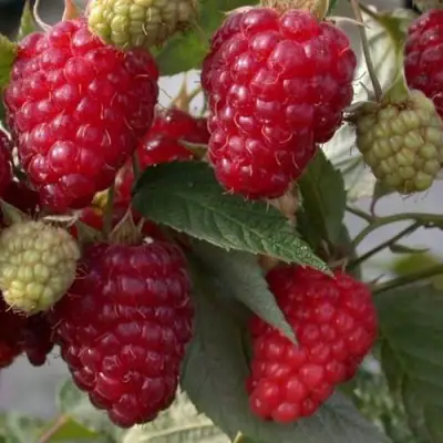 Малина ЭЛЕГАНТНАЯ в Колодищи