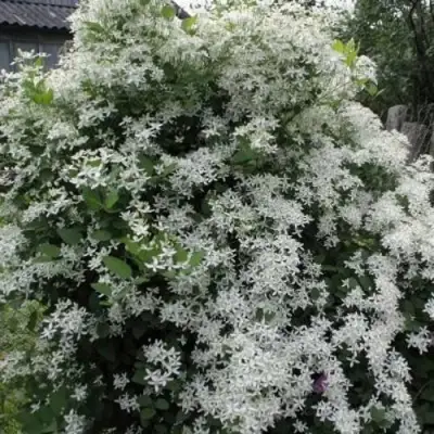 Клематис МАНЬЧЖУРСКИЙ в Колодищи