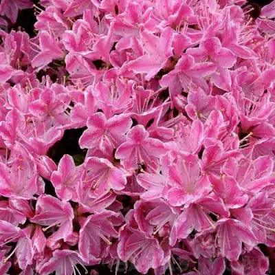 Азалия КЕРМЕСИНА РОУЗ японская в Колодищи