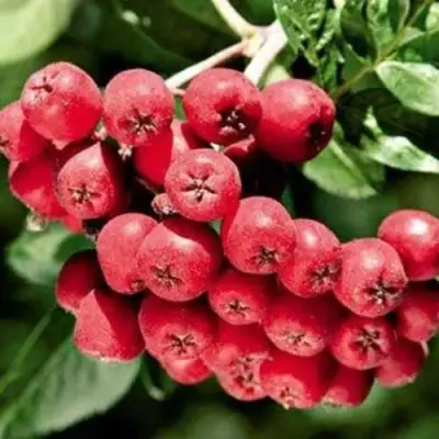 Рябина МОРАВСКАЯ сладкоплодная в Колодищи