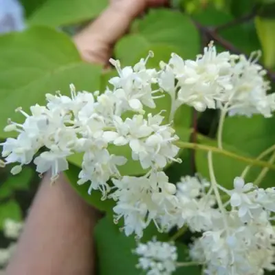 Сирень АМУРСКАЯ в Колодищи