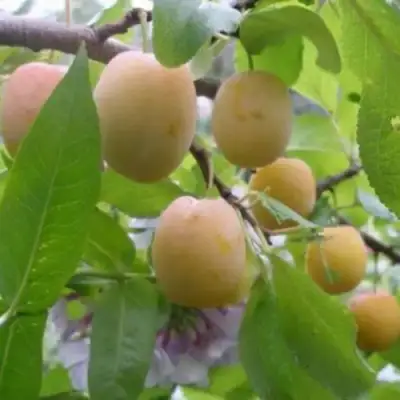 Слива УТРО в Колодищи