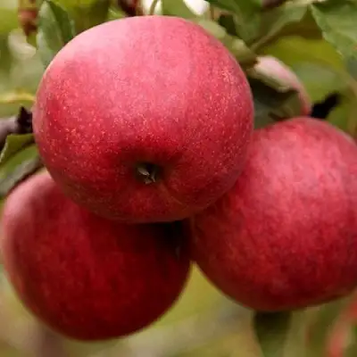 Яблоня ГАЛА ШНИГА в Колодищи