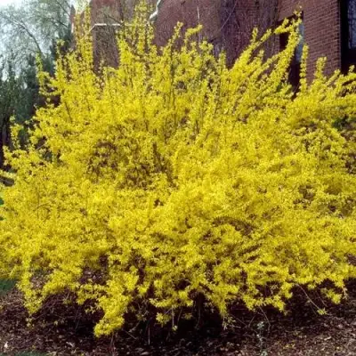 Форзиция ТАРАНДТ промежуточная в Колодищи