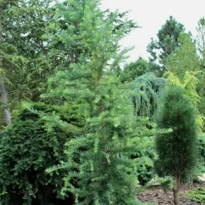 Лиственница КЕМПФЕРА в Колодищи