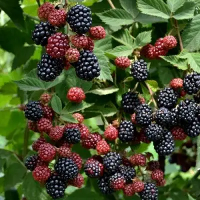 Ежевика РУБЕН ремонтантная  в Колодищи