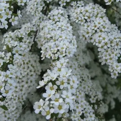 Спирея АРГУТА в Колодищи