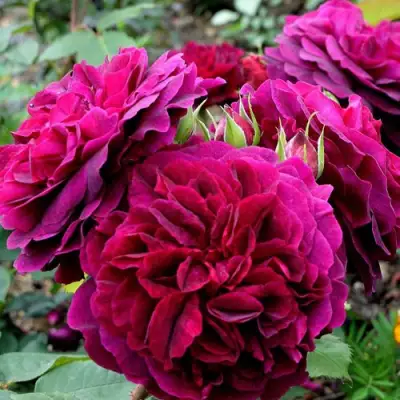 Роза МАНСТЕД ВУД английская в Колодищи