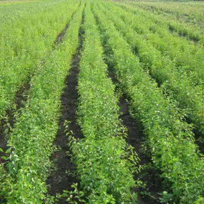 Подвой сливы ДИКАЯ АЛЫЧА в Колодищи