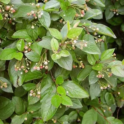 Кизильник блестящий в Колодищи