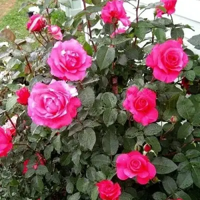 Роза МАЛИНОВЫЙ ЗВОН чайно-гибридная в Колодищи