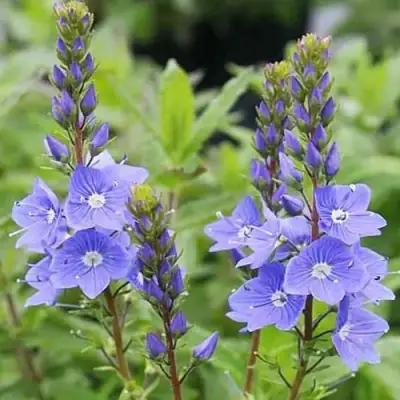 Вероника РОЯЛ БЛЮ большая в Колодищи