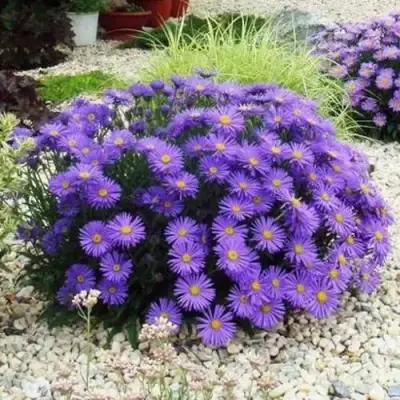 Астра ЛЕДИ ИН БЛЮ в Колодищи