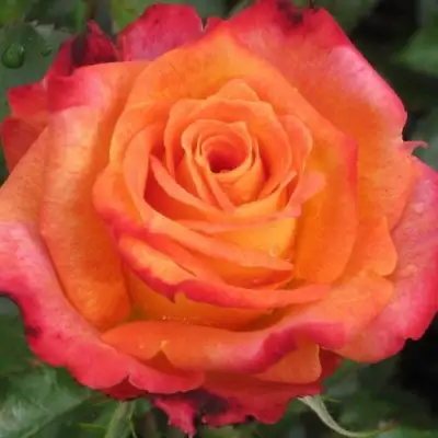 Роза ВАУ чайно-гибридная в Колодищи