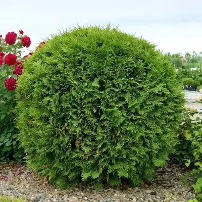 Туя ВУДВАРДИ западная в Колодищи