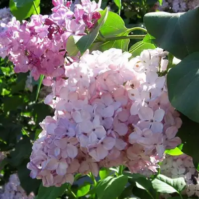 Сирень ГОРТЕНЗИЯ в Колодищи