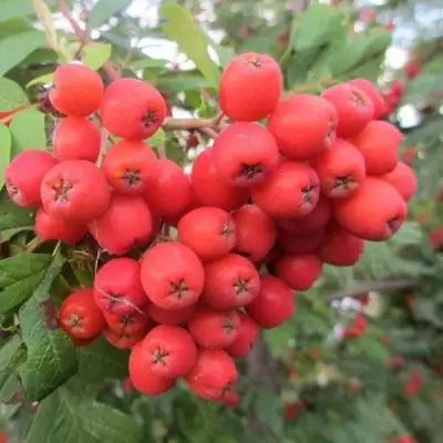 Рябина НЕВЕЖИНСКАЯ сладкоплодная в Колодищи