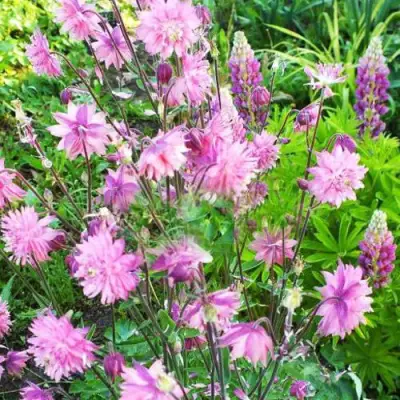 Аквилегия БАРЛОУ ПИНК гибрид МакКаны в Колодищи